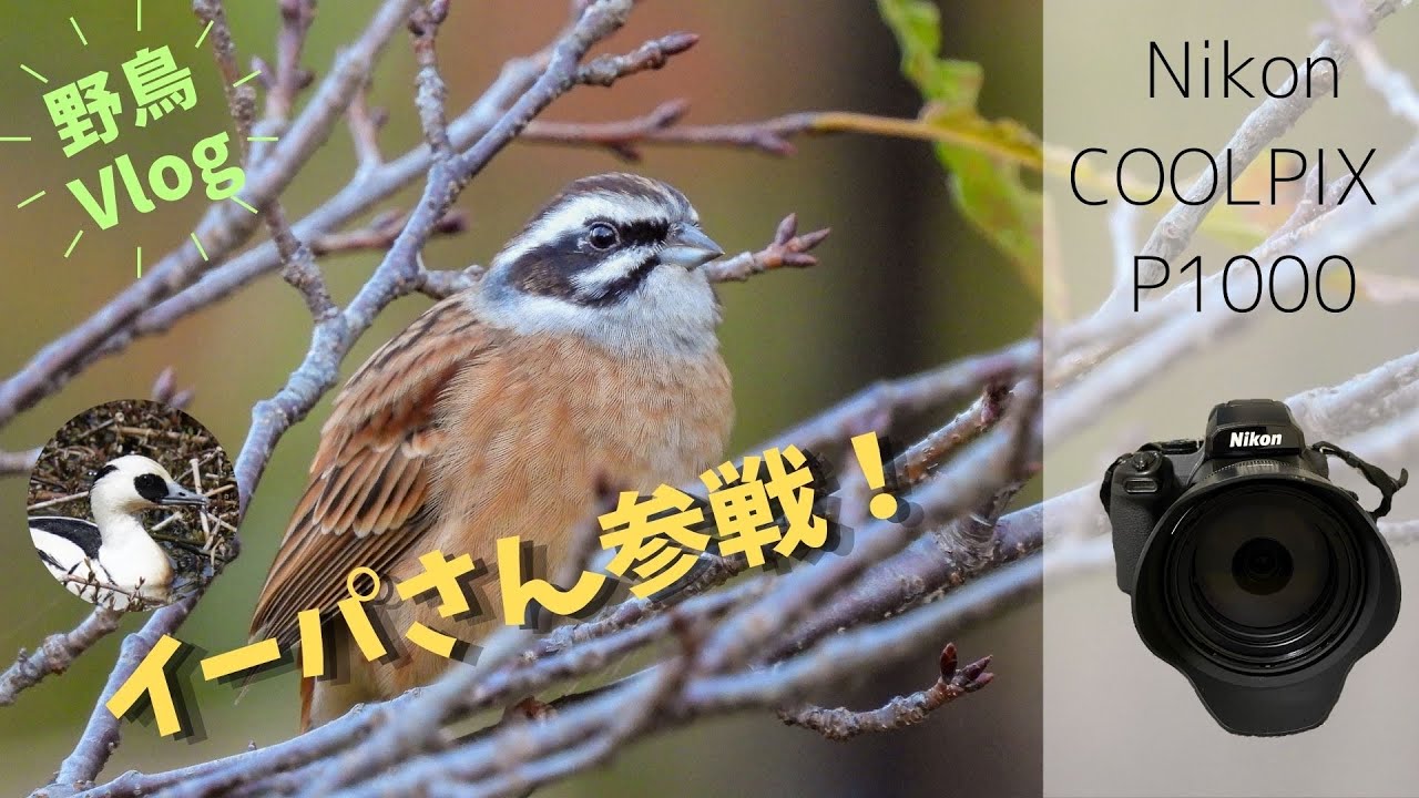 With the COOLPIX P1000! 2 Days of Birdwatching with Ipa on a