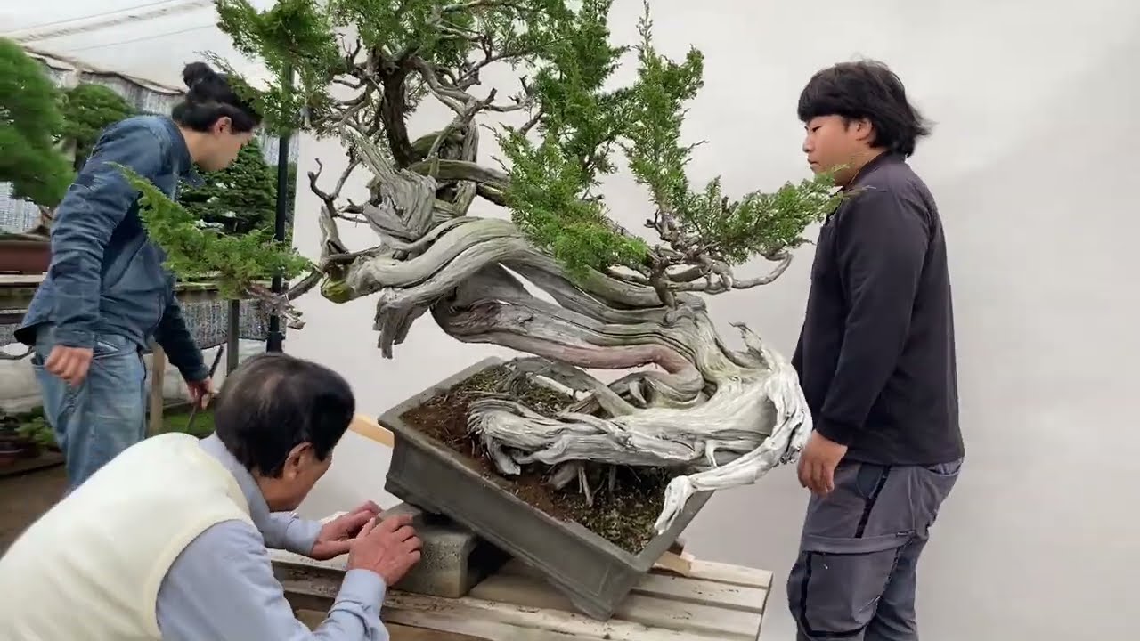 Masahiko KIMURA, bonsai nursery - YouTube