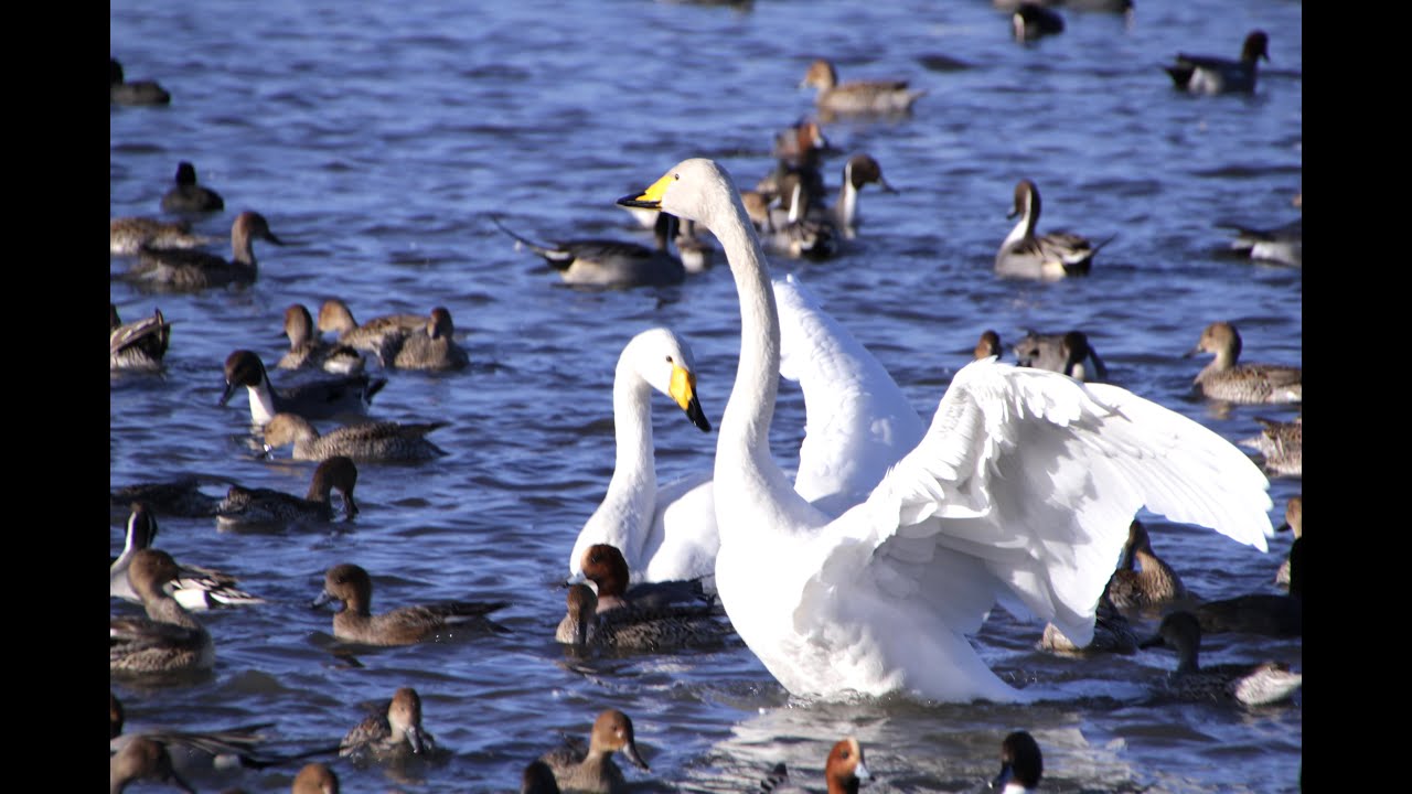 瓢湖水きん公園の白鳥を訪ねて - YouTube