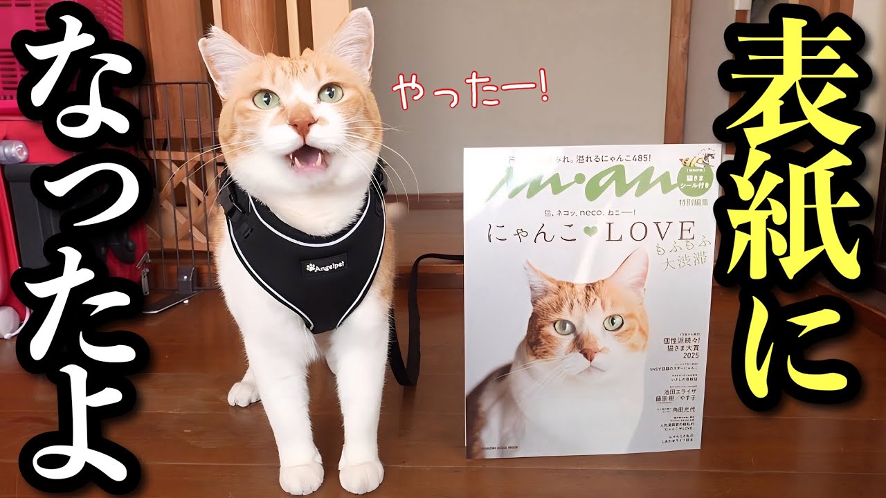 Unbelievable! A Former Stray Cat Becomes a Magazine Cover Star