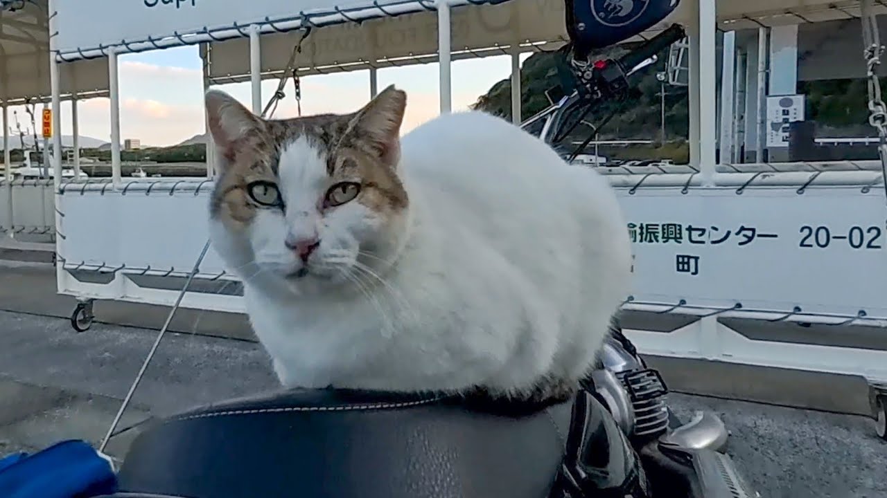 Motorcycle-loving cat - YouTube