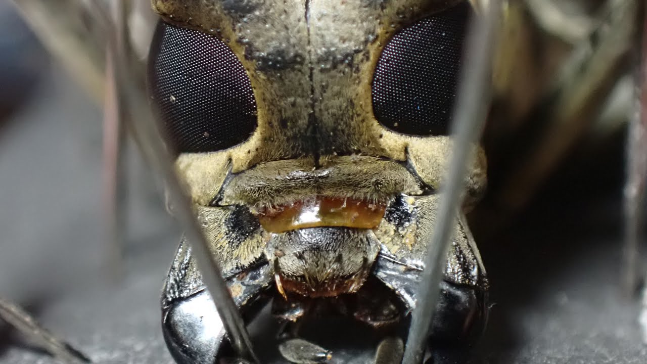 日本最大のカミキリムシの標本を作りました【シロスジカミキリ】 - YouTube