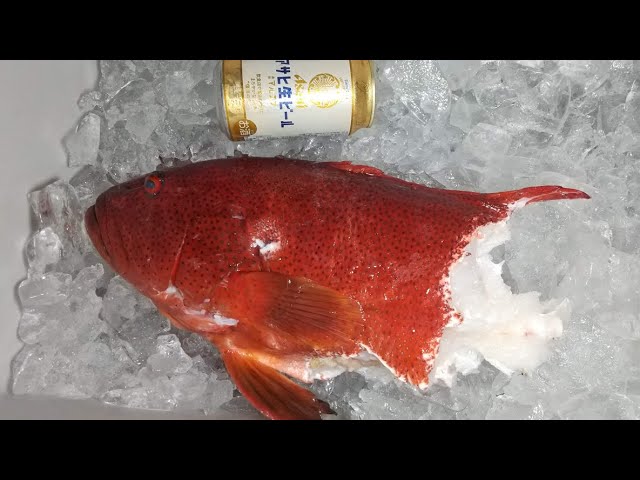 魚突き】私はサメが大嫌いです 【Spearfishing in JAPAN】Shark had