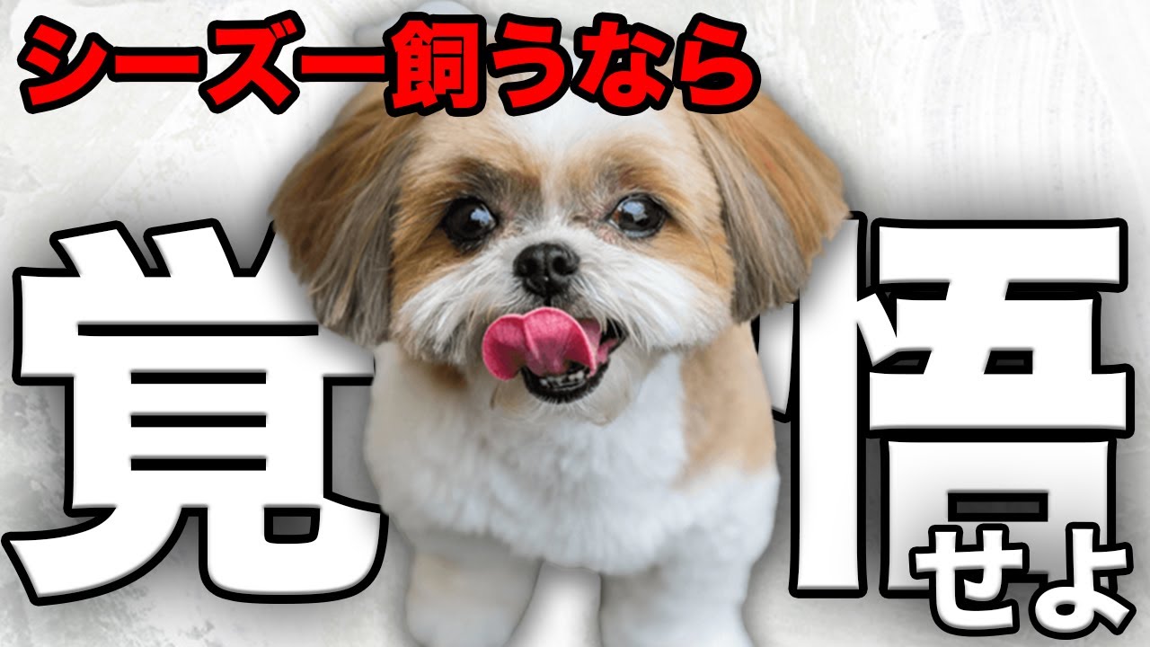 Explanation] Take a look before you get one! We'll tell you about