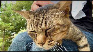 声を裏返して一生懸命に誘ってくれた女子キジ猫ちゃんを膝の上 - YouTube