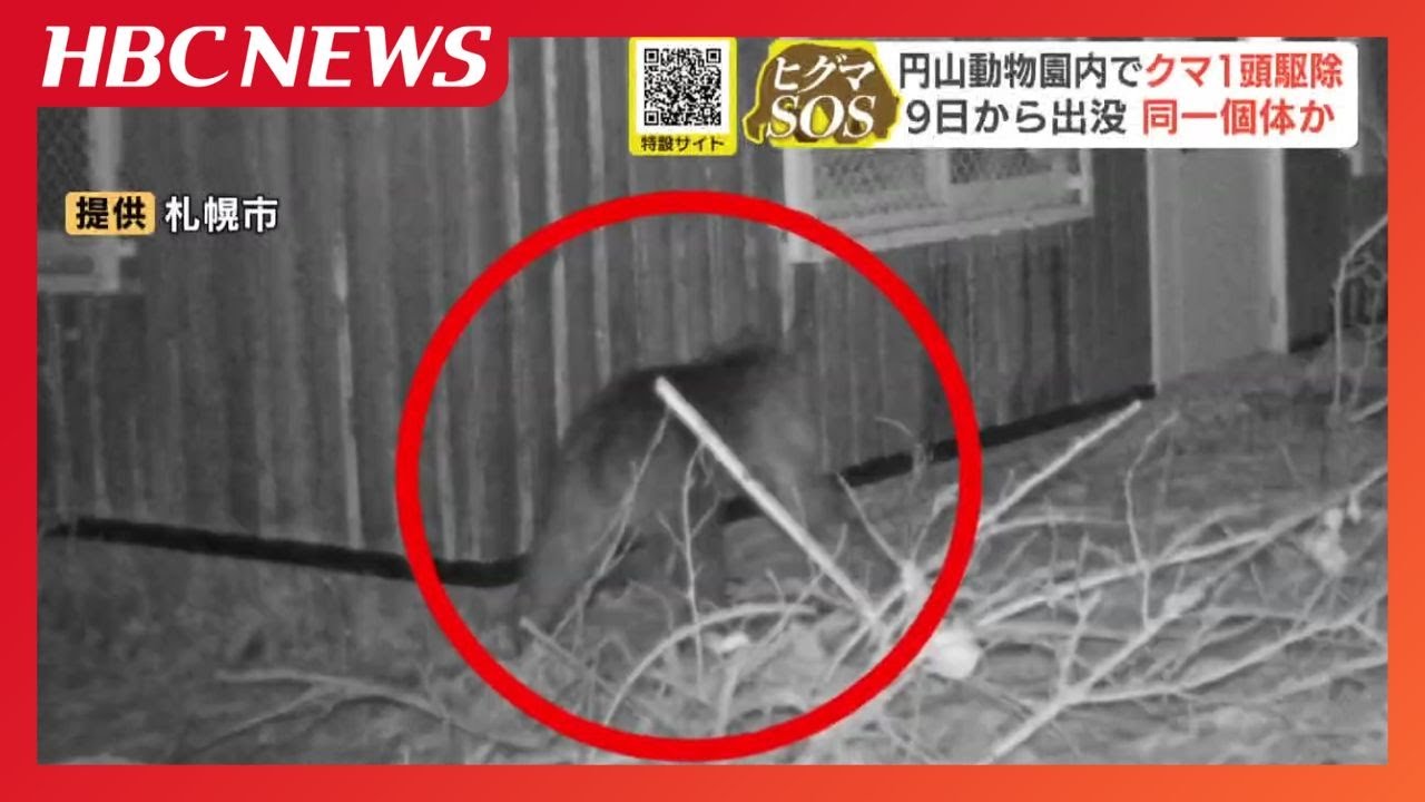 Bear extermination] A bear was captured and exterminated at