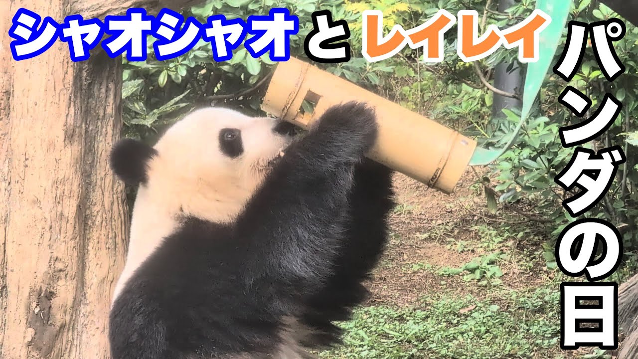 Xiao and Lei's Panda Day: Xiao gets an apple ice cream 2025.10