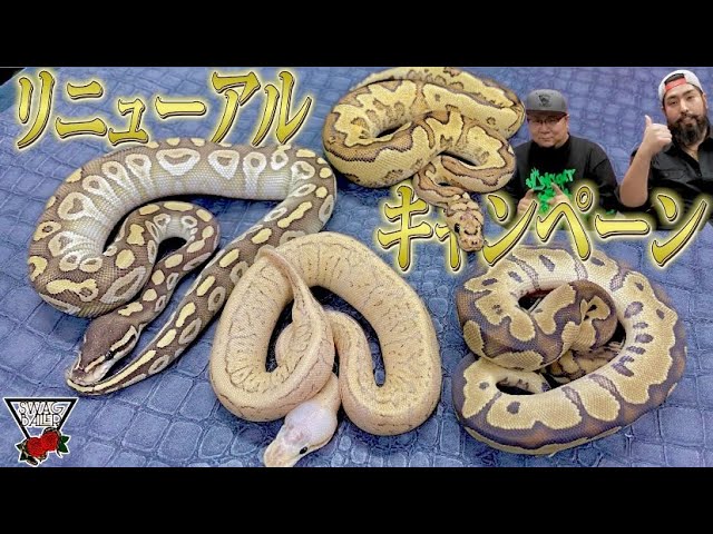 Ball Python] Special Offer! [Even the coveted morphs