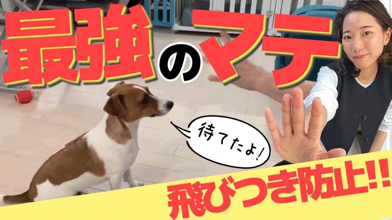 犬の待ての教え方、見せます！【犬のしつけ＠横浜】by遠藤エマ