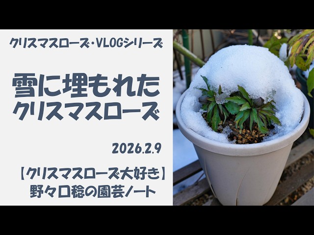 2026.2.9 Christmas roses buried in snow - YouTube