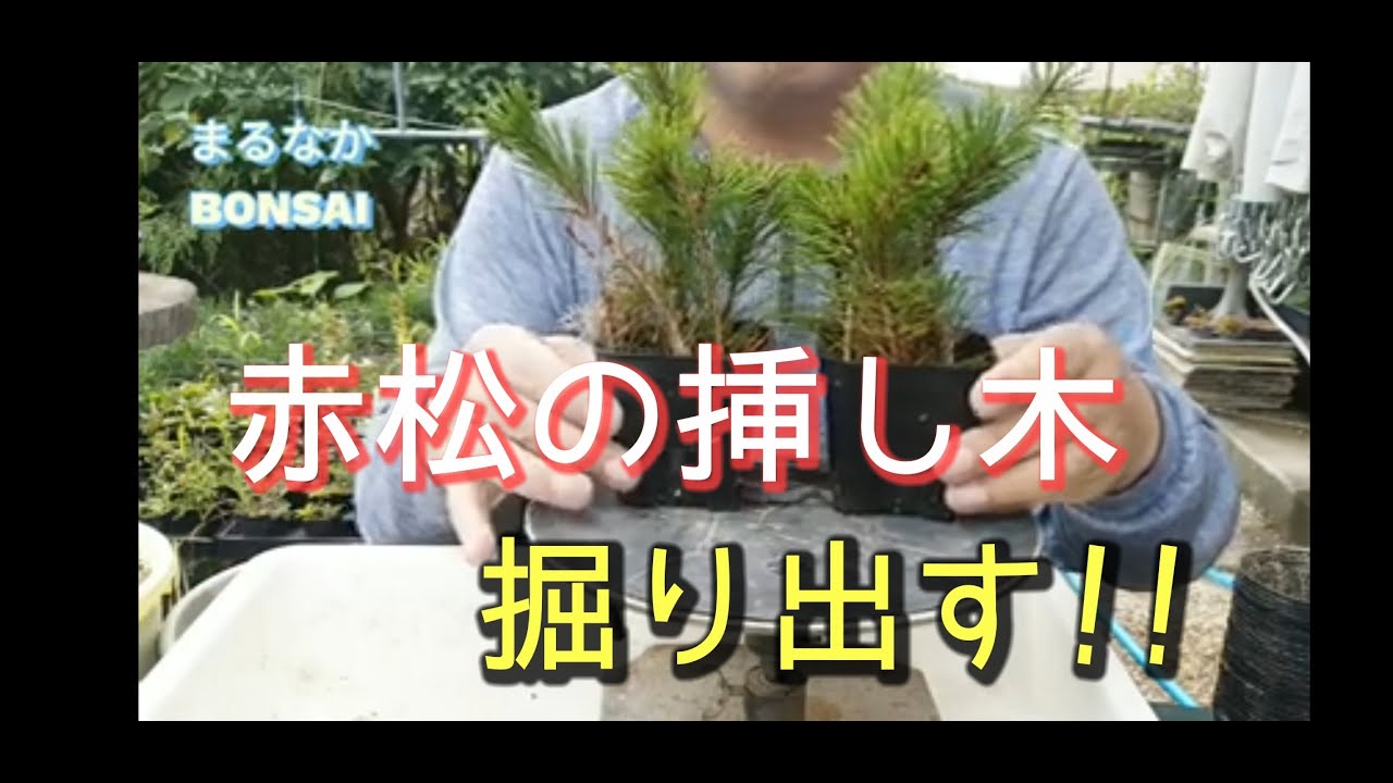 Mini bonsai] Dig out red pine cuttings! [Marunaka BONSAI] #Bonsai