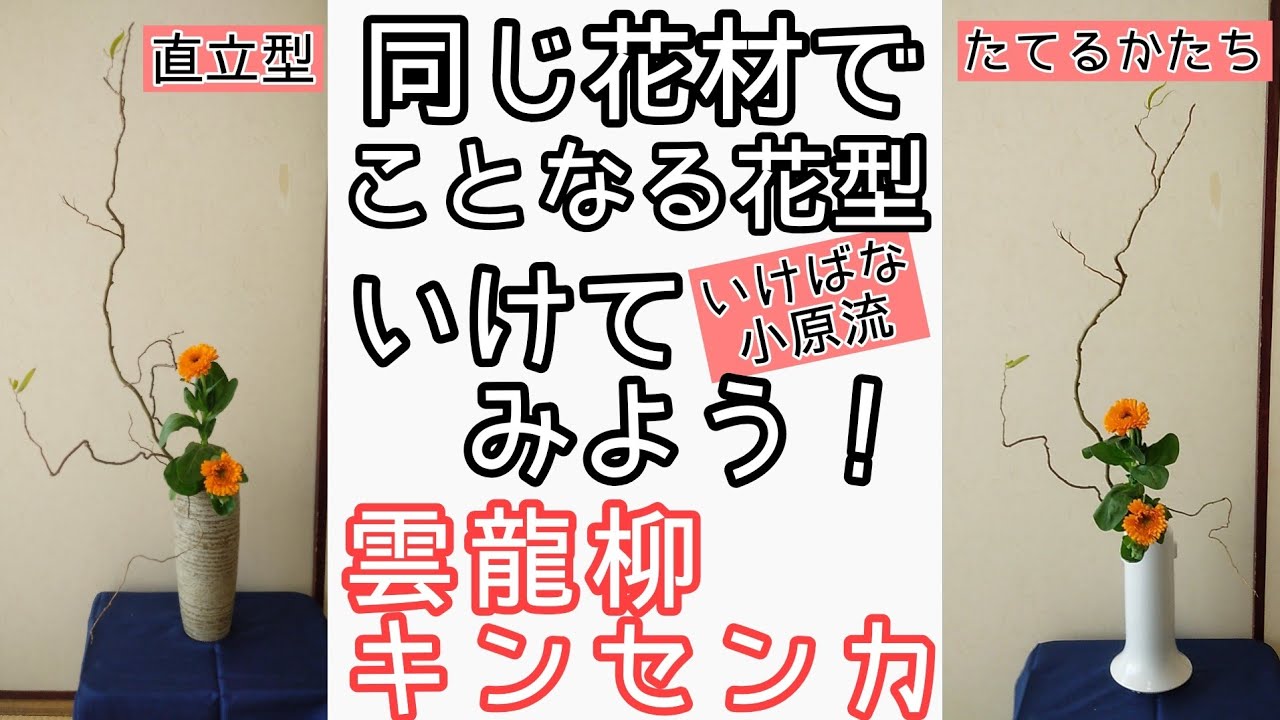 よくわかる生け花】いけばな小原流 たてるかたち 直立型 雲竜柳 金盞花