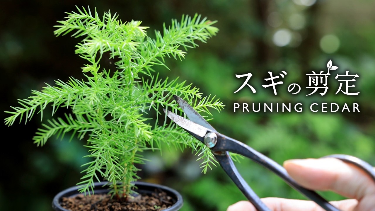 Pruning cedar trees in their third year ～Growth changes