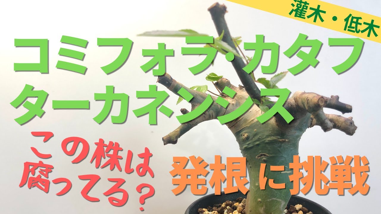 コミフォラ カタフの発根にチャレンジする [Commiphora kataf] - YouTube