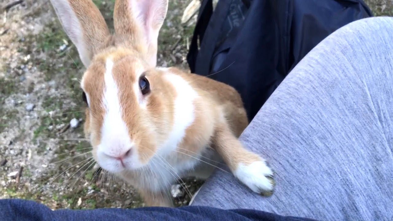 Very friendly bunny asked if it could sit on my lap. - YouTube