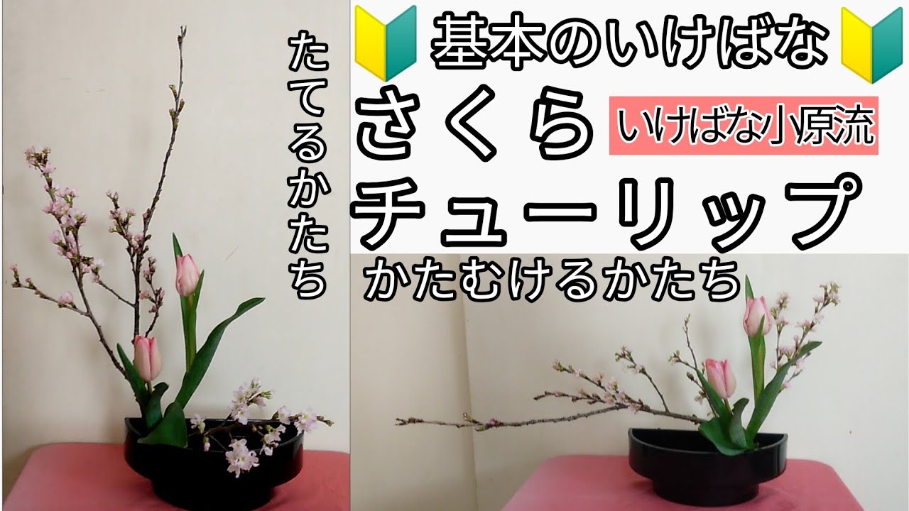 🔰Ohara School of Ikebana - Basic Ikebana - Cherry Blossoms
