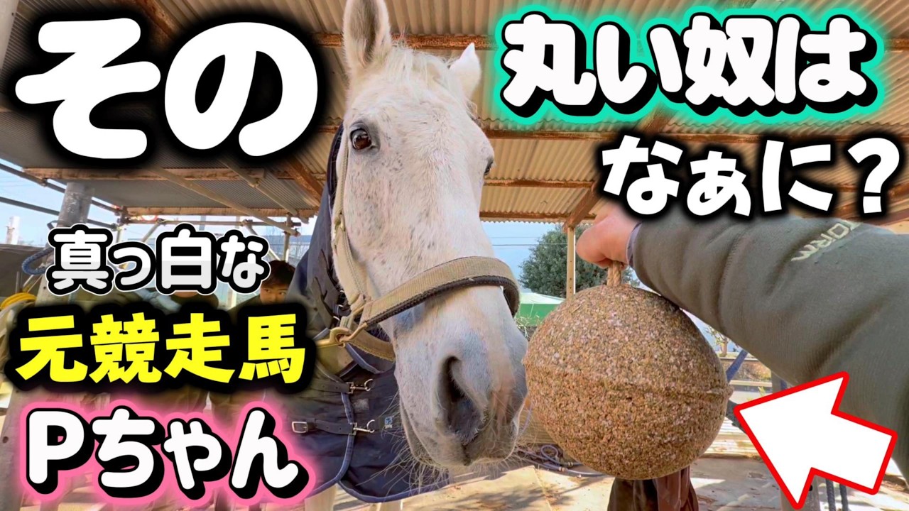 それは…なに？」視聴者様から届いた謎の球体を見た引退競走馬Pちゃんの