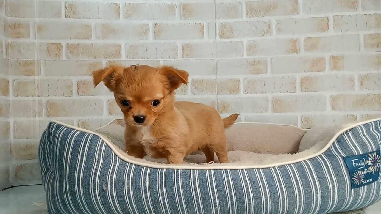 747719 チワワ（ロングコート） - YouTube