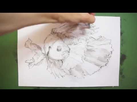 筆のイラスト 描き方＆絵の上達法を実演解説！～ 熱帯魚：ベタ（ How