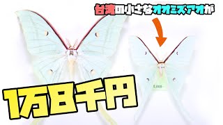 戦利品】昆虫標本即売会で2万円分の蛾を買った話【昆虫採集】 - YouTube