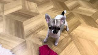 No62263 チワワ - YouTube