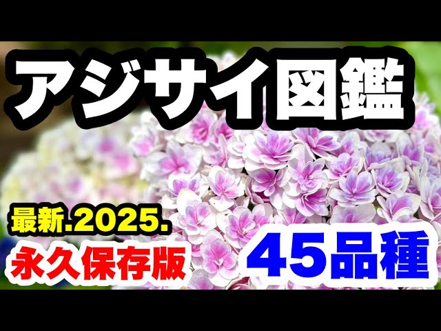 ゆるふわ園芸やっちゃんねる - YouTube