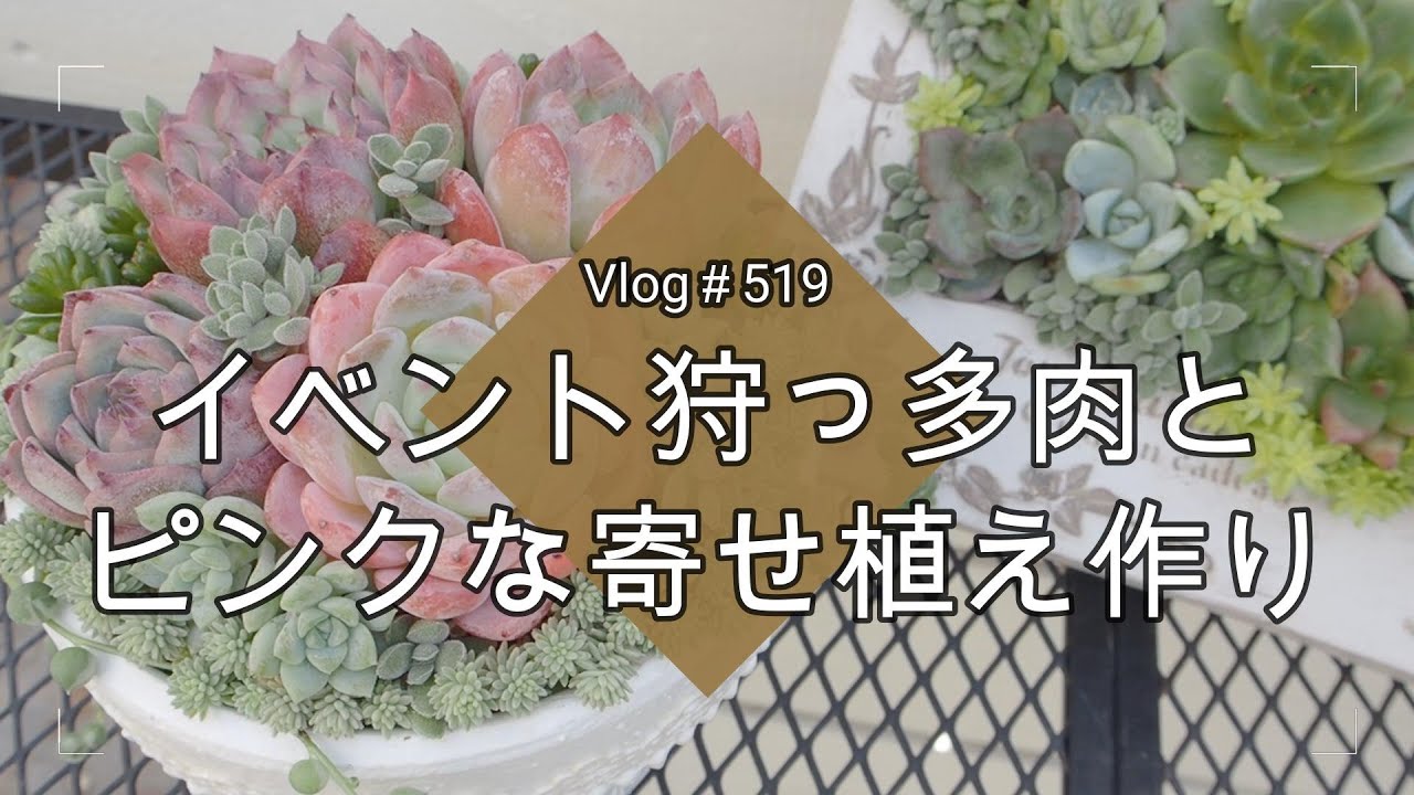 Vlog519] [Succulents] Event hunting, making pink succulent