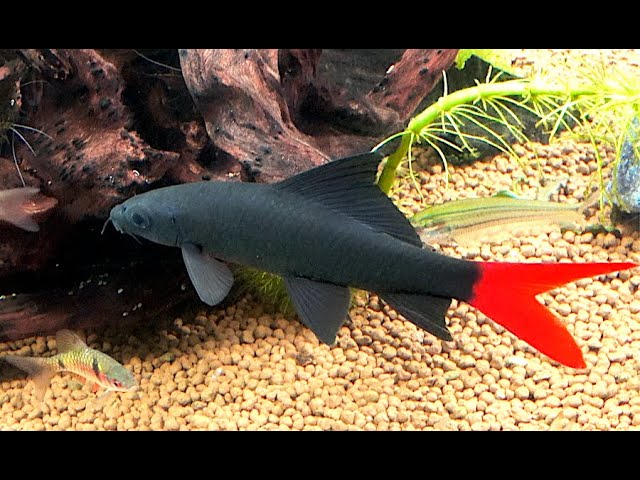 レッドテールブラックシャーク Red Tailed Shark,Red-Tailed Black
