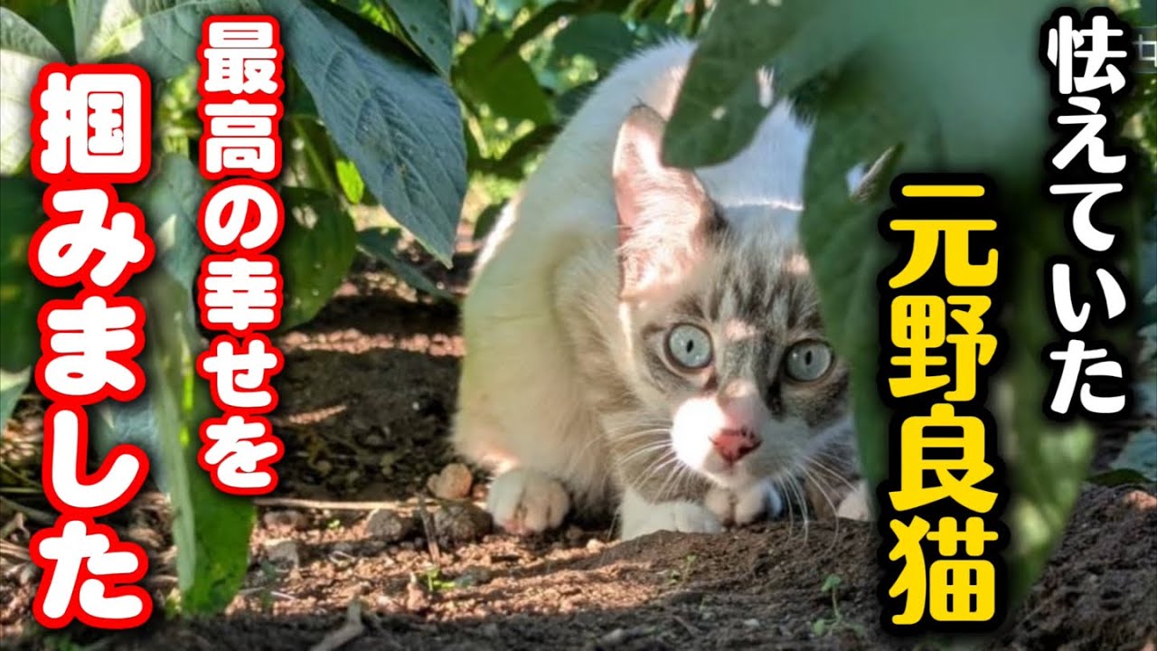 A stray cat raised in a greenhouse has departed for happiness