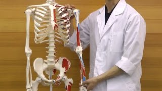 マックス・骨格モデル，直立型スタンド仕様 | 日本スリービー