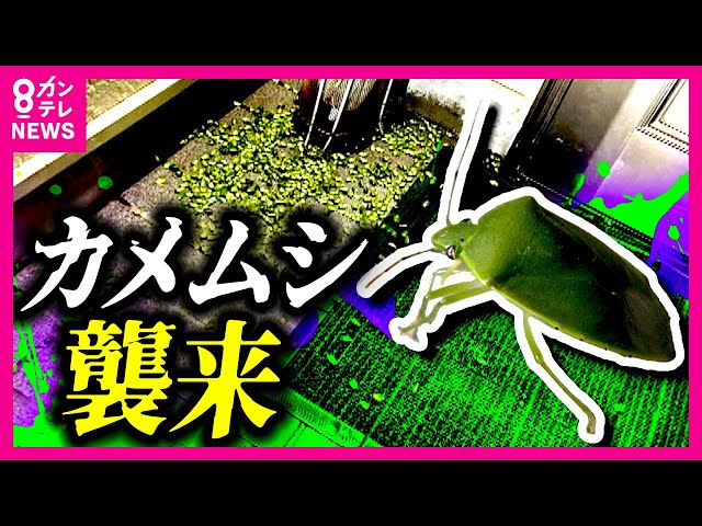 春に再び大発生】「カメムシ」の襲来 20年研究続ける専門家も「予測