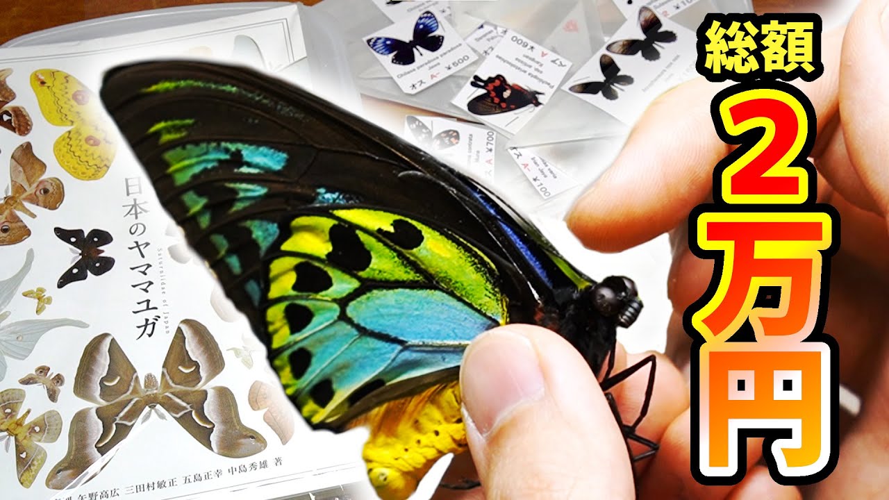 2万円】昆虫標本の即売会で珍しい昆虫標本を購入してきました