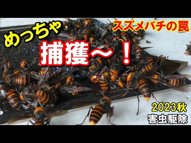 害虫駆除】仲間を呼んで、どんどん捕まるスズメバチ Japanese giant