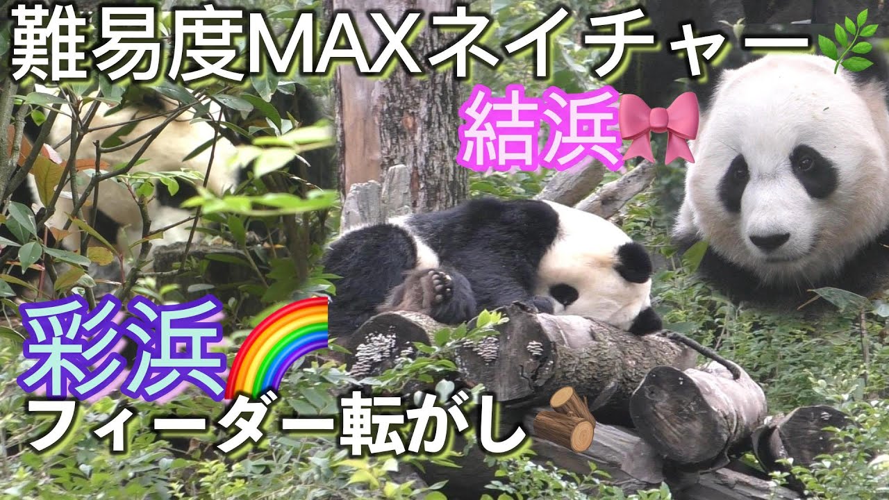 寝相が天使過ぎ💕】ほぼ見えない彩浜のフィーダー転がしw🌈with朝