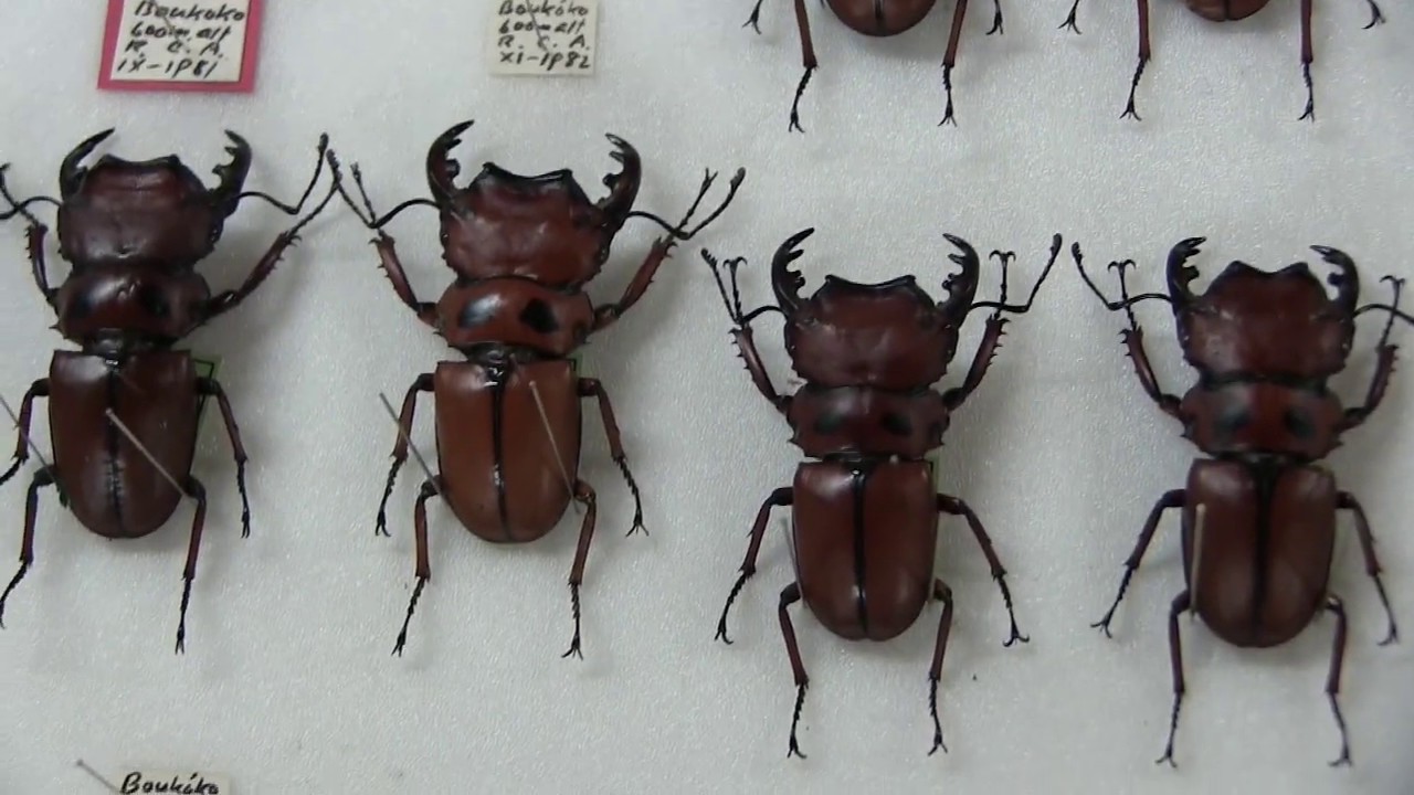 特別公開！収蔵庫ツアー～クワガタ標本～ - YouTube