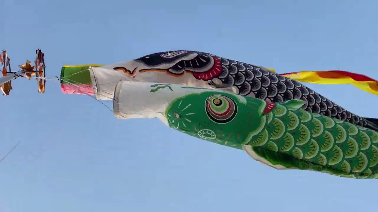 旧フジサワ鯉】懐かしの鯉のぼりたち 揚げてみた動画31弾 - YouTube