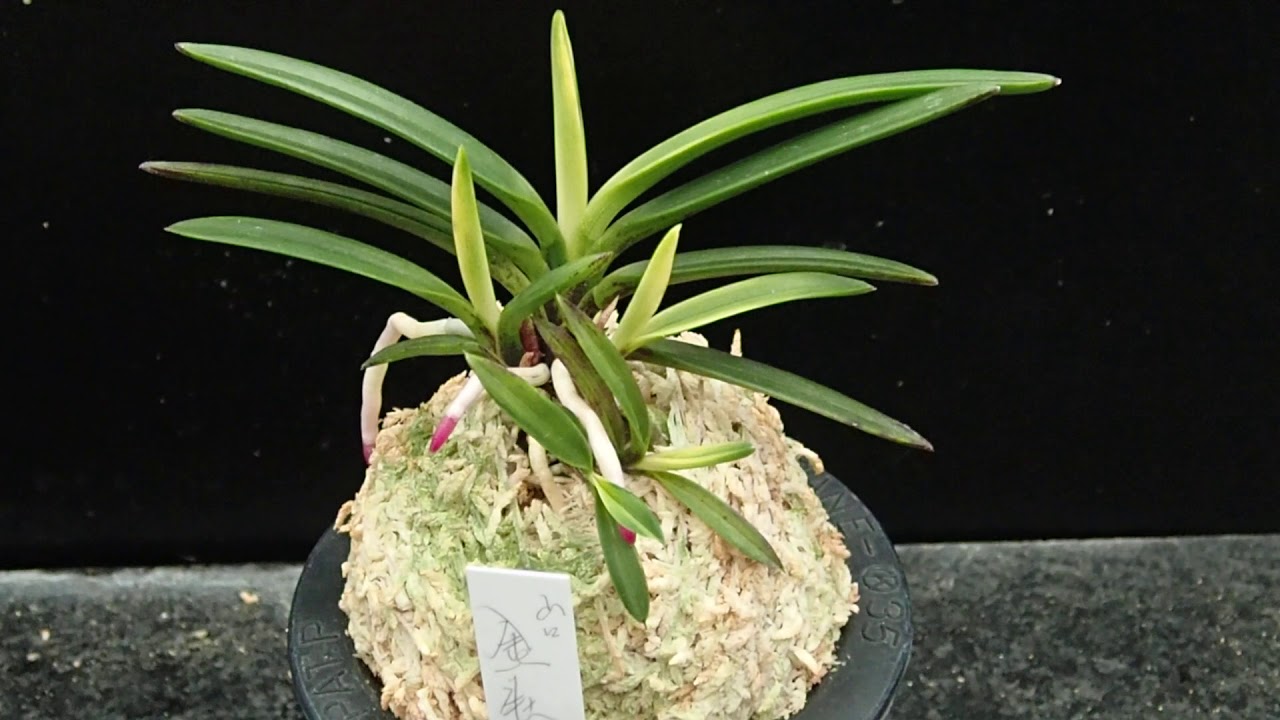 富貴蘭 金牡丹・山口 2020年7月3日 - YouTube