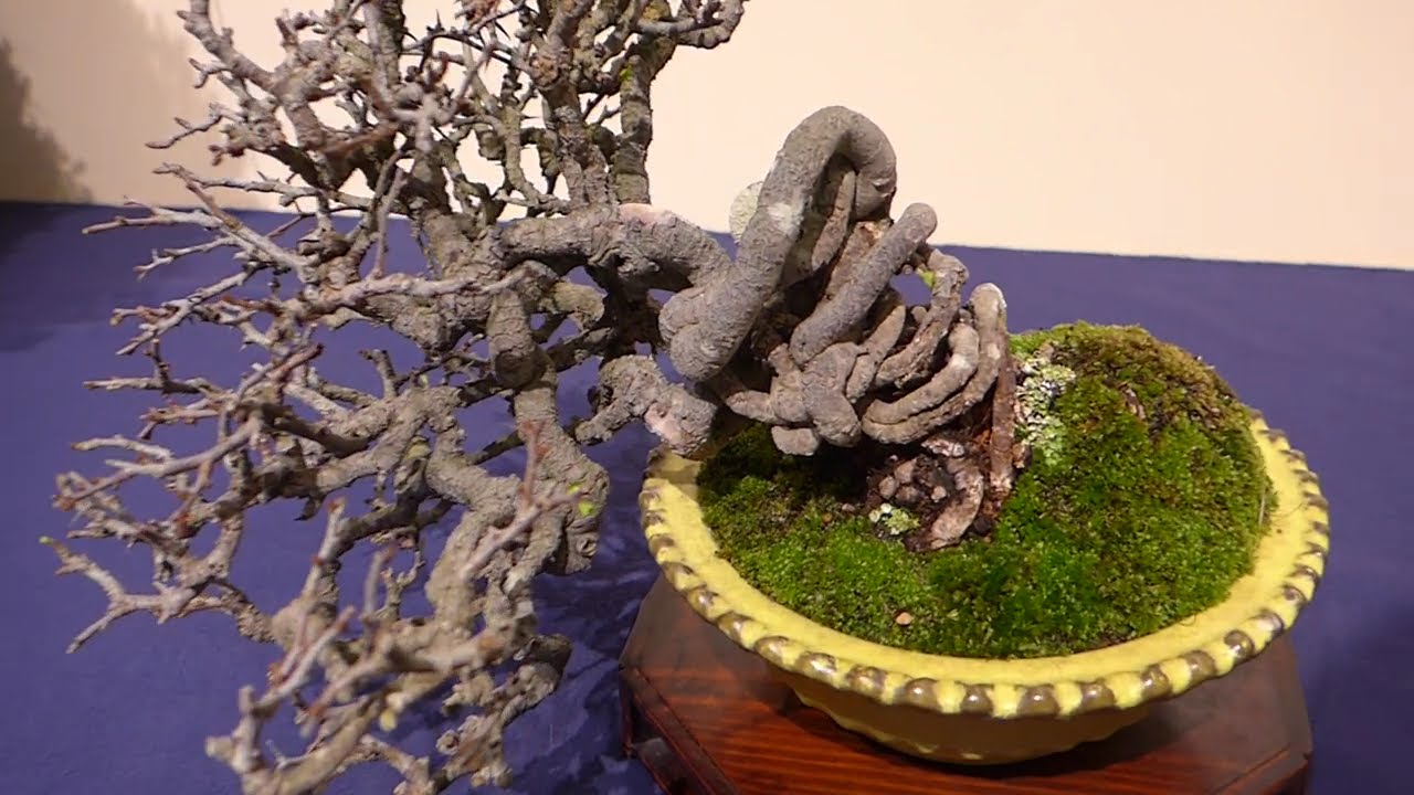 BONSAI 国風盆栽展 第100回 - YouTube
