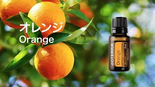オレンジ - doTERRA TIMES