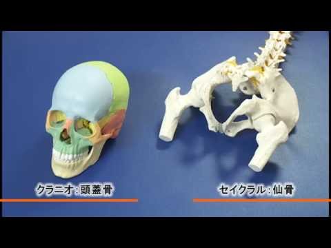 Atsushi Yoshida] Easy to understand! Introduction to Craniosacral