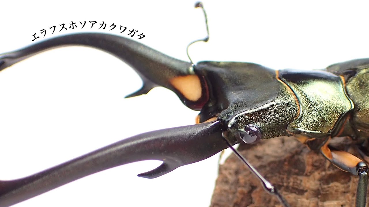 Results of digging up an adult Erahus narrow-toothed stag beetle