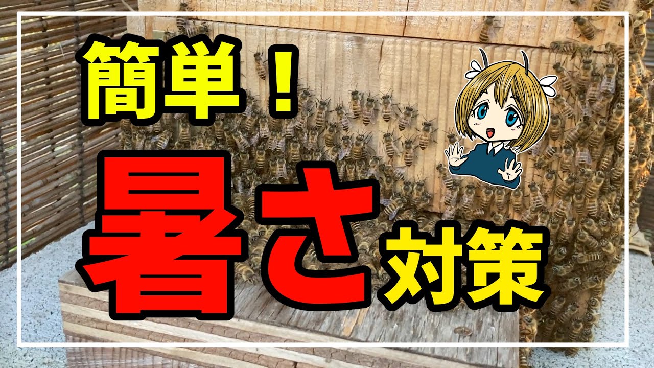 40度でも巣落ちせず！夏の暑さ対策【日本ミツバチ】 - YouTube