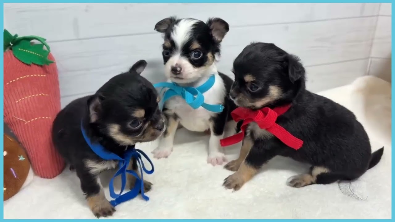 748951 チワワ（ロングコート） - YouTube