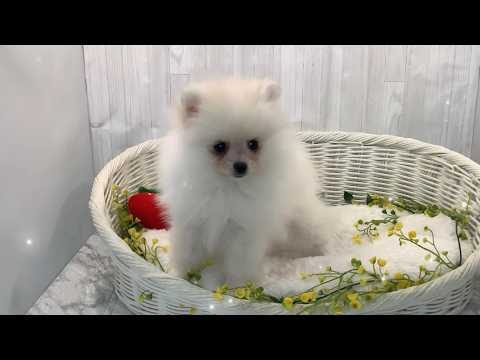 ポメラニアン♀2602D0194 - YouTube
