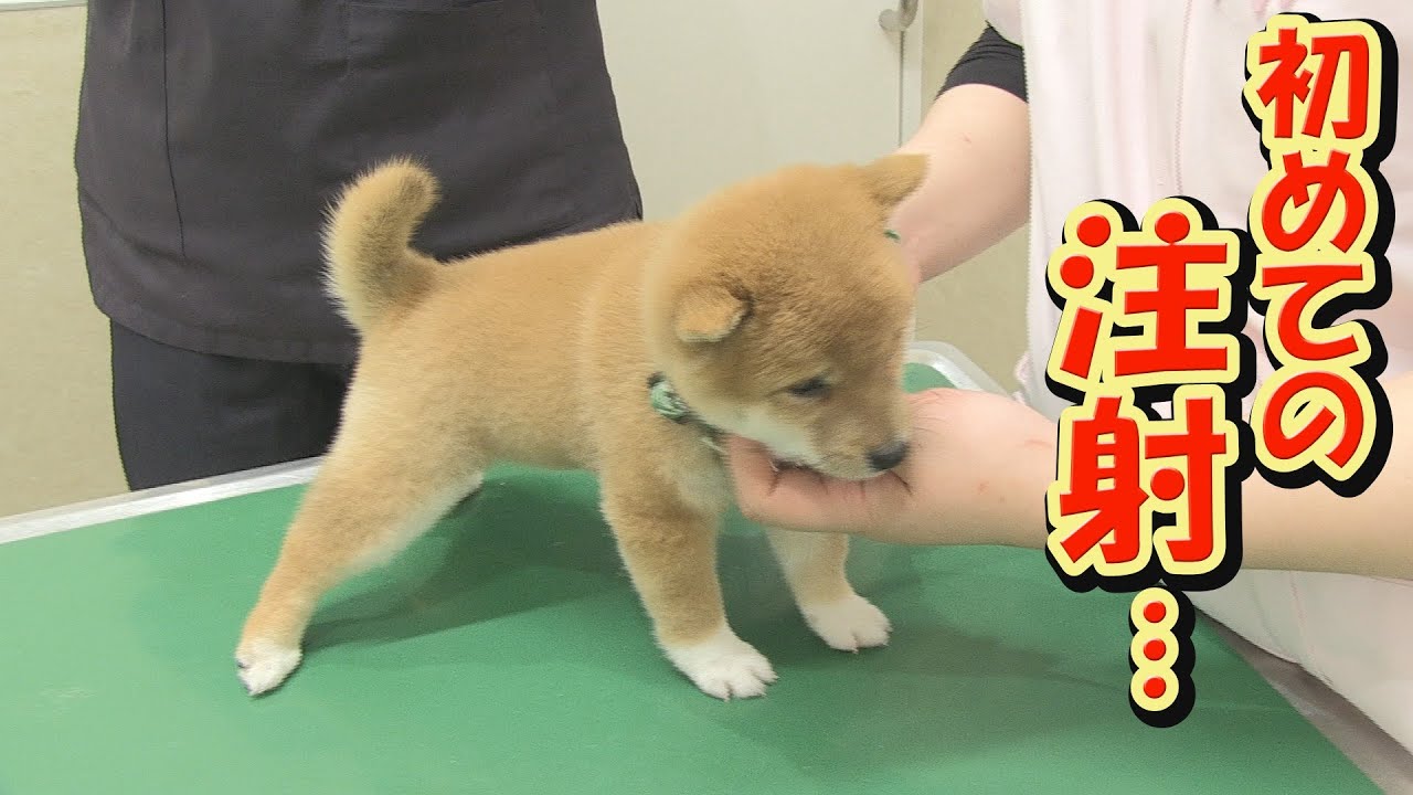 少数穴・無痛の即効治療 アキュゾーン・セラピー【DVD】Acu-Zone