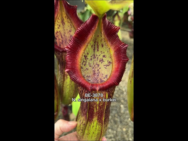 Spotlight on N. singalana x burkei | BE-3878 - YouTube