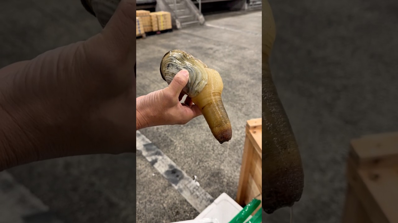 White clams from Futtsu, Chiba Prefecture! Let's open them! Posted