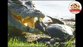 The World's Largest Crocodile Takes on Giant Crab in Fight to the