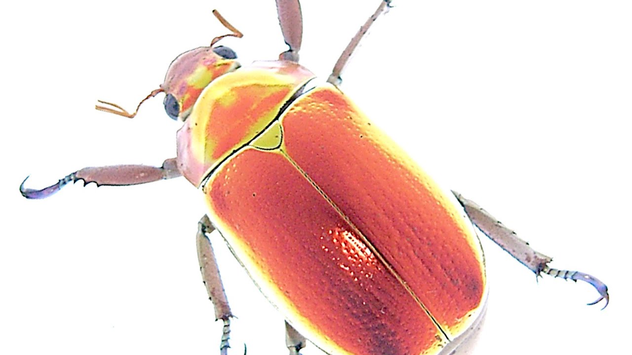 深紅のプラチナコガネ【コスタリカ】 Chrysina aurigans - YouTube