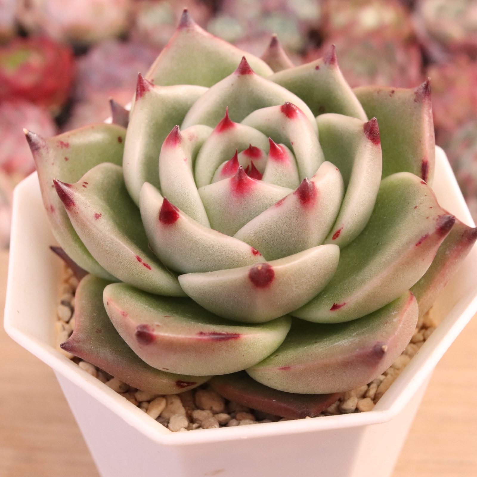 エリキュラミス】の紹介ページ｜E-TANIKU（イータニク）